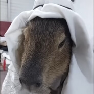 Habibi Capybara