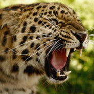 Мощный леопард