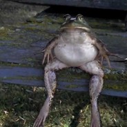Sitting Frog