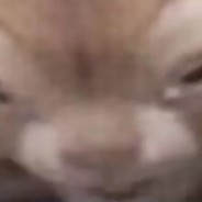 Nooki