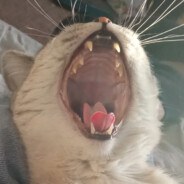 antaro