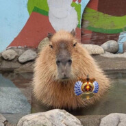 Capybara