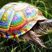 Magic Turtle