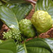 Morinda citrifolia