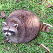 An Actual Raccoon