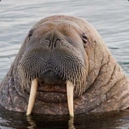 Walrus