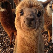 trust me i'm a lama