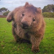 Wombat