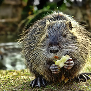 nutria Lisa