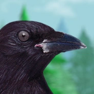 Corvidae