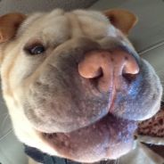 Shar Pei