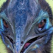 Cassowary