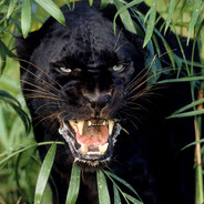 Panther