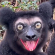 Lemur