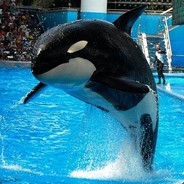 old Shamu