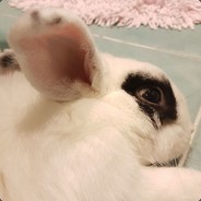 snowbunnie