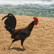 The Wild Chicken