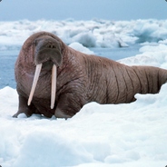 Walrus