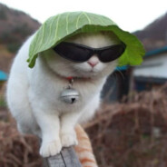 lettuce cat