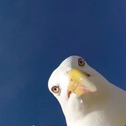 чайка Джон