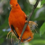 Guianan Cock-of-the-Rock