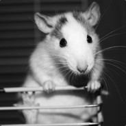 Rat