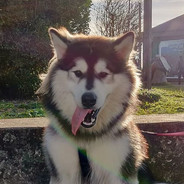 malamute