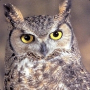 ＯＷＬ