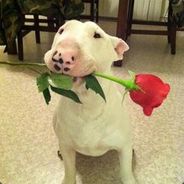 Bull Terrier!