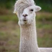 IHate.Llamas