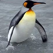 HotSexyPenguin