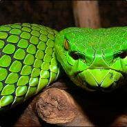 Snake-