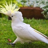 WhiteCockatoo