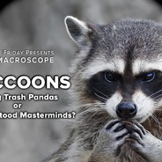 TrashPanda