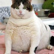 Fat Feral Cat