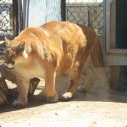 Cougar Loves Sugar