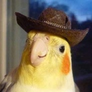 Cockatiel Cowboy