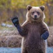 Algiebear