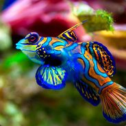 Fish