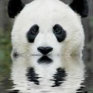 BearofPanda