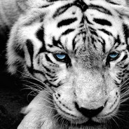 Tigris 虎 -とら