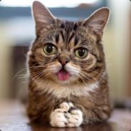Lil bub