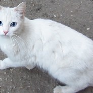 A white cat.