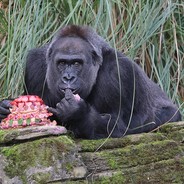 Tactical Gorilla (Chronophobia)