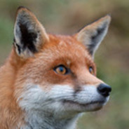 an evil fox