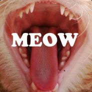 ~Meow