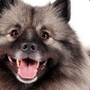 Keeshond