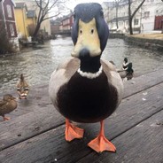 DuckSleazzy