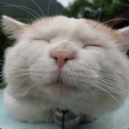 傻犬Lccc又菜又爱秀