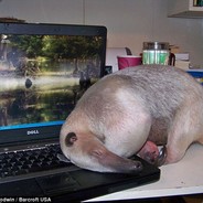 Anteater